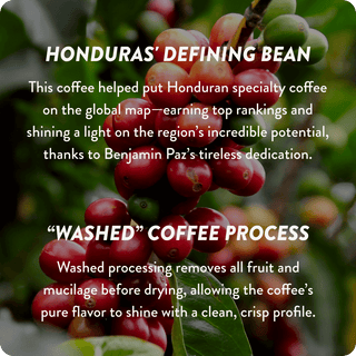 Honduras Cup of Excellence #1 Washed | 91.21 Score (4 or 12 cups)
