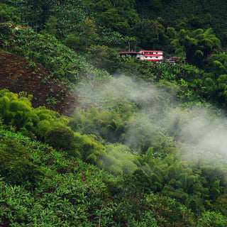 Coffee Origins: Colombia