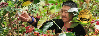 High-Mountain Mastery: How Wichai Crafted Thailand’s Award-Winning Coffee