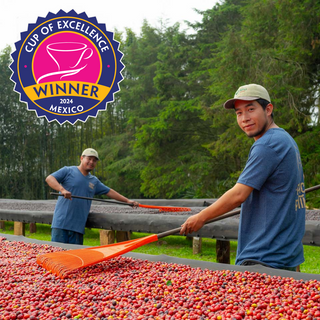 Angelino’s Coffee Wins Its Ninth #1 Coffee at Mexico COE, Further Expanding a World-Class Collection of Premium Coffees