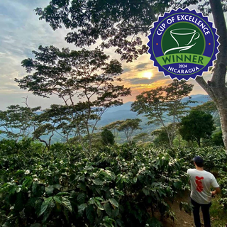 Angelino's Coffee Sets Record at Nicaragua COE Auction with $109/lb Top Coffee.