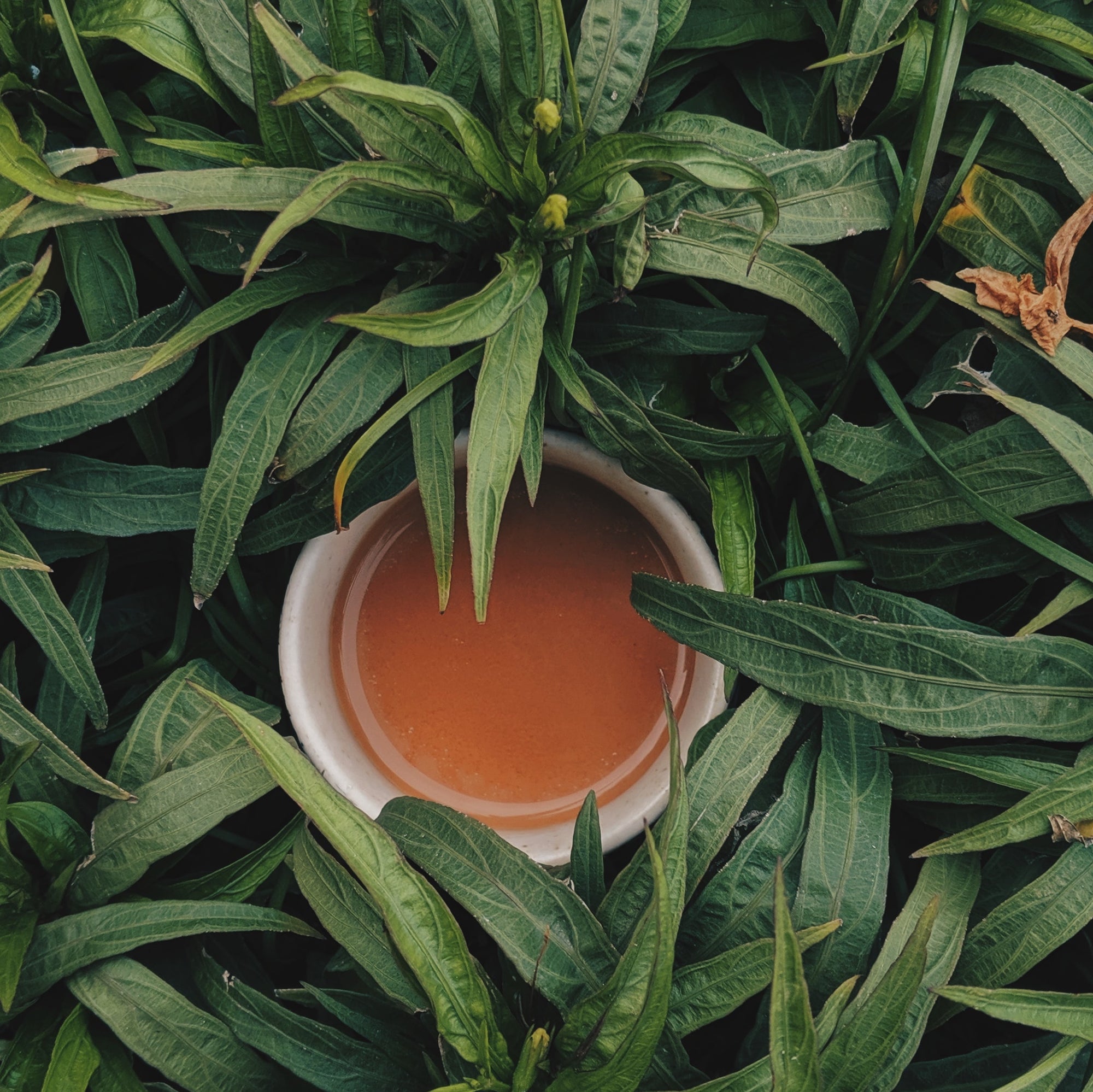 Tea 101: All About Tea and Its Benefits