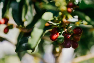 a coffee plant with red fruits