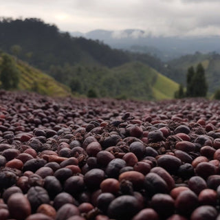 Ethiopia Kochere