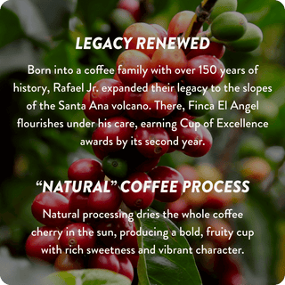 El Salvador Cup of Excellence #2 Natural | 9 Score (4 or 12 cups)