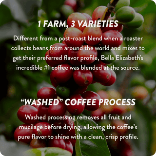 Guatemala Cup of Excellence #1 Washed | 89.59 Score (4 or 12 cups)