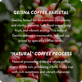 Guatemala Cup of Excellence #1 Natural | 90.2 Score (4 or 12 cups)