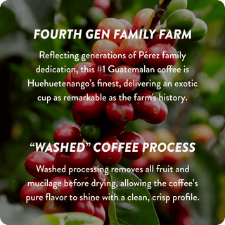 Guatemala Cup of Excellence #1 Exotic Washed | 91.27 Score (4 or 12 cups)