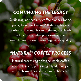 Nicaragua Cup of Excellence #1 Natural | 91.1 Score (4 or 12 cups)