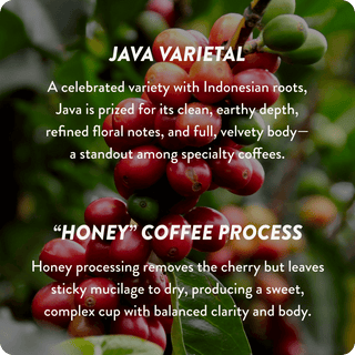 Thailand Cup of Excellence #1 Honey | 91.8 Score (4 or 12 cups)