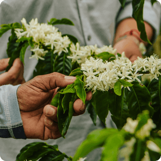 Costa Rica Volcanica